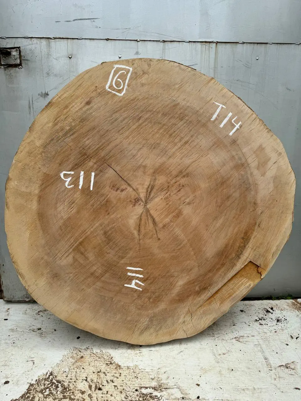 Plane tree circle #6