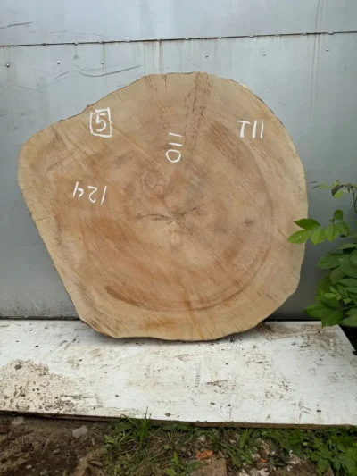 Plane tree circle #5