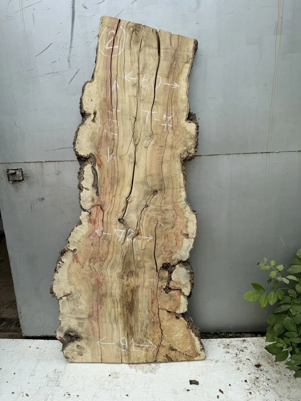 Cap maple #2