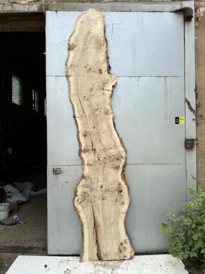 Cape poplar #9(2)