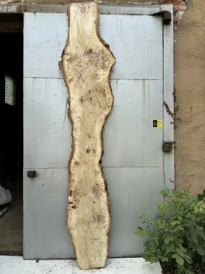 Cape poplar #3(1)