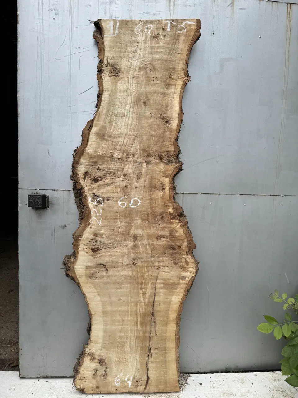 Cape poplar #1(1)
