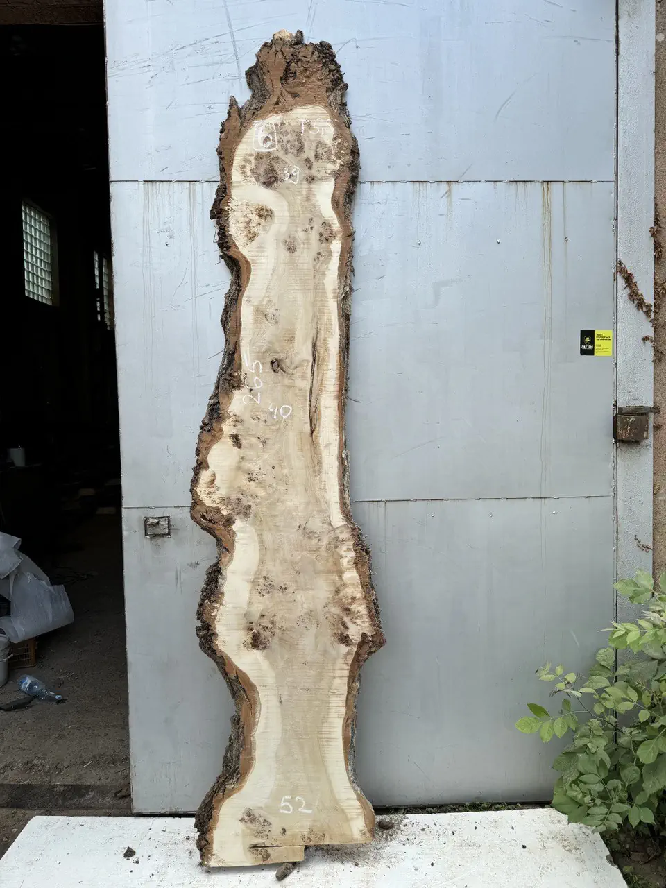 Cape poplar #6