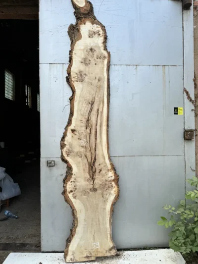 Cape poplar #7(1)