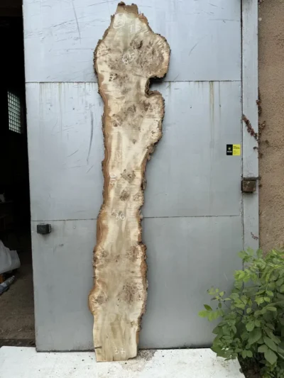 Cape poplar #2(1)