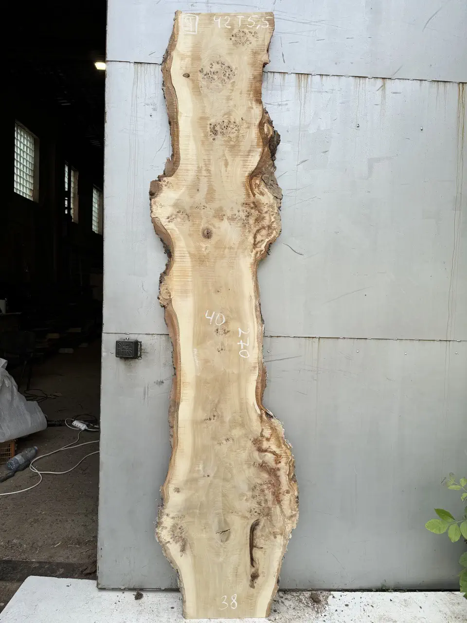 Cape poplar #9(1)