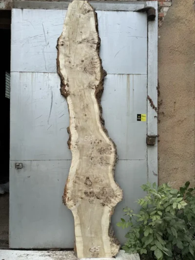 Cape poplar #10(1)