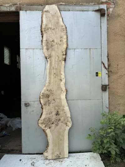 Cape poplar #8(1)