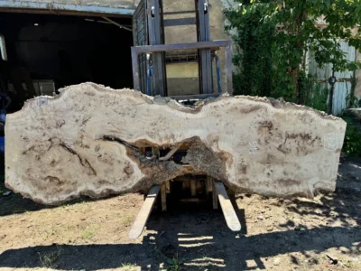 Cape poplar #72