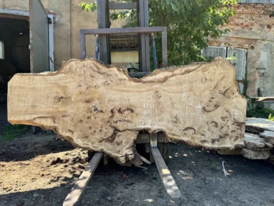 Cape poplar #76