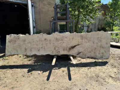 Cape poplar #2