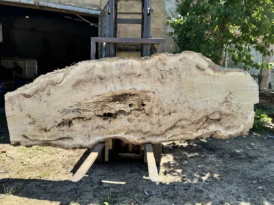 Cape poplar #84