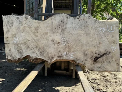 Cape poplar #7