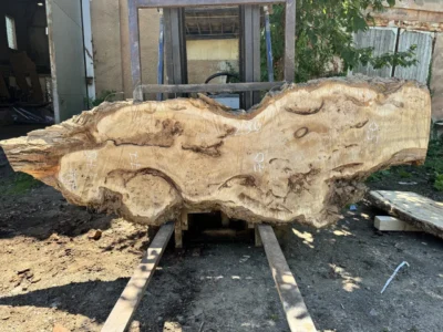 Cape poplar #80