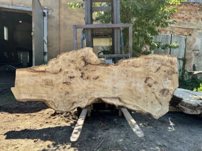 Cape poplar #77