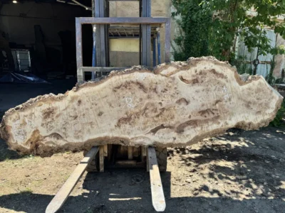 Cape poplar #81