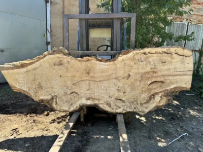 Cape poplar #81