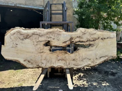 Cape poplar #83