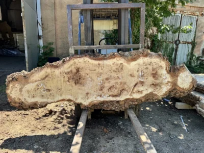 Cape poplar #75
