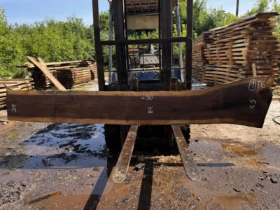 Американський горіх #1/0158