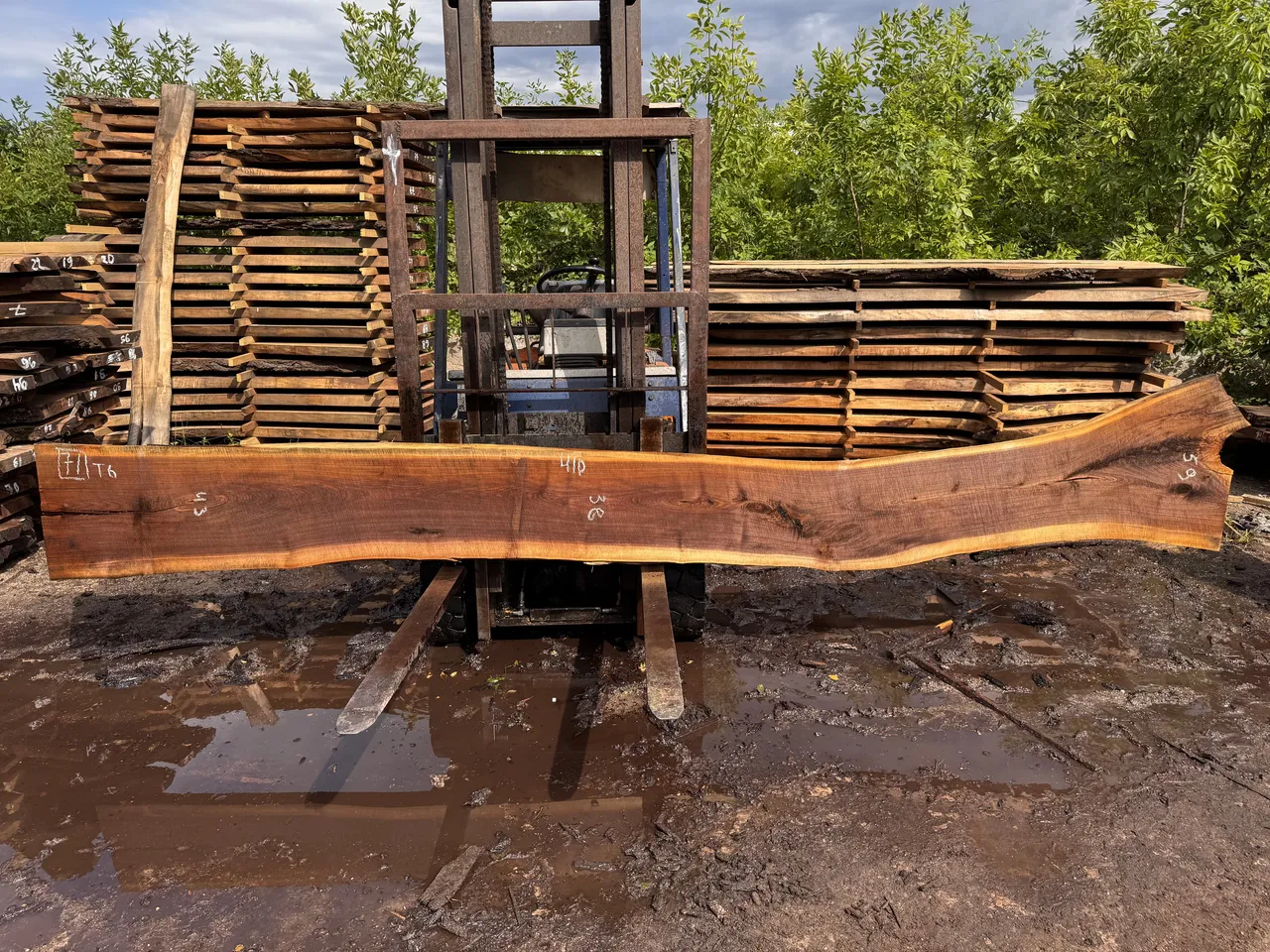 Американський горіх #71/0413
