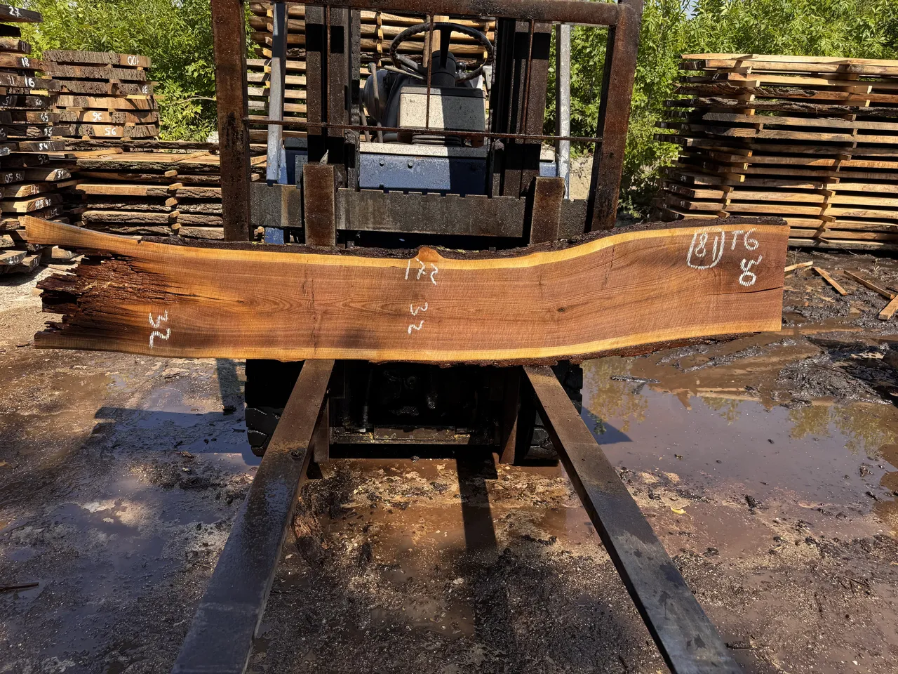 Американський горіх #81/0593