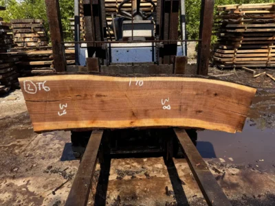 American walnut